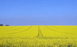 Canola is one of the crops that can involve genetic modification. Paul/Flickr, CC BY-ND