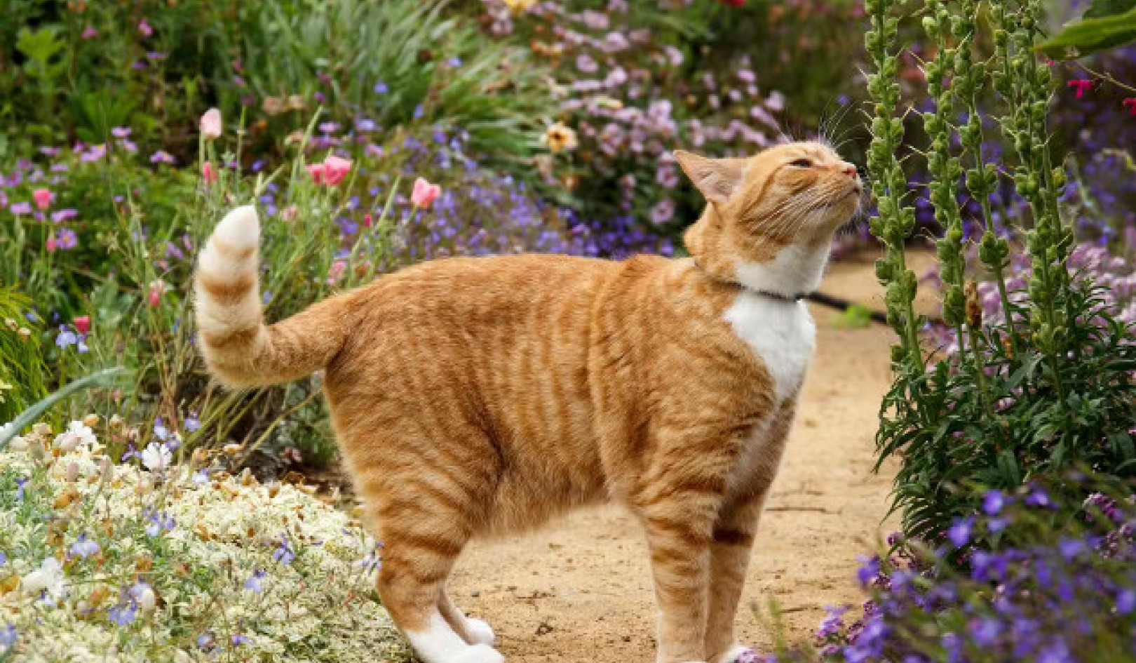 Catnip and Pet Safety: What Cat Owners Should Know